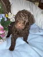 Hershey, a male Labradoodle for sale in Springhill, LA – Photo 5 of 6