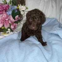 Hershey, a male Labradoodle for sale in Springhill, LA – Photo 6 of 6
