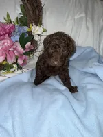 Hershey, a male Labradoodle for sale in Springhill, LA – Photo 6 of 6