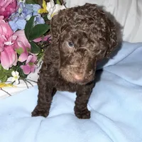 Hershey, a male Labradoodle for sale in Springhill, LA – Photo 3 of 6