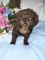 Hershey, a male Labradoodle for sale in Springhill, LA – Photo 3 of 6