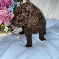 Hershey, a male Labradoodle for sale in Springhill, LA – Photo 4 of 6