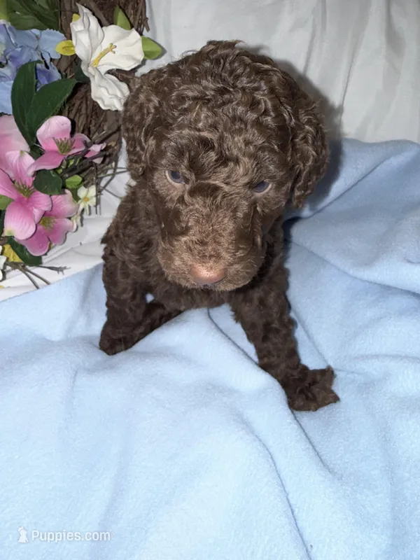 Hershey, a male Labradoodle for sale in Springhill, LA – Photo 1 of 6