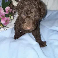 Hershey, a male Labradoodle for sale in Springhill, LA – Photo 1 of 6