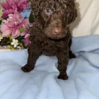 Hershey, a male Labradoodle for sale in Springhill, LA – Photo 2 of 6