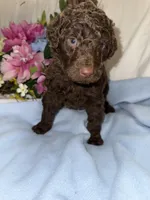 Hershey, a male Labradoodle for sale in Springhill, LA – Photo 2 of 6