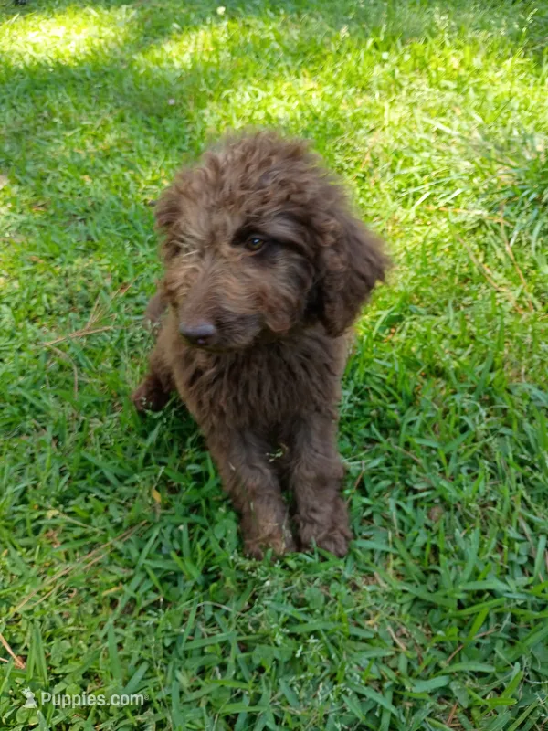 Arno – Labradoodle puppy for sale in Springhill, LA