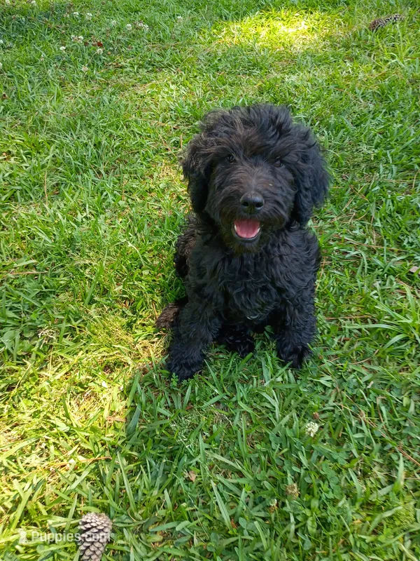 Onyx – Labradoodle puppy for sale in Springhill, LA