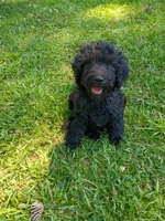 Onyx, a female Labradoodle for sale in Springhill, LA – 1 of 9