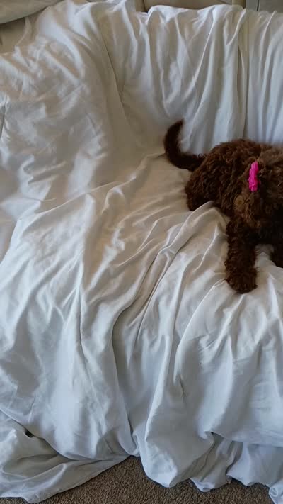 Elle, a female Labradoodle for sale in Springhill, LA – 7 of 7
