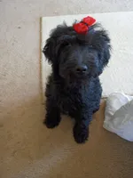 Onyx, a female Labradoodle for sale in Springhill, LA – 4 of 9