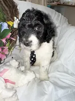 Diesel , a male Labradoodle for sale in Springhill, LA – Photo 6 of 10