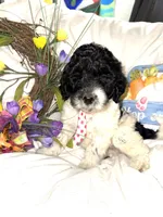 Diesel , a male Labradoodle for sale in Springhill, LA – Photo 9 of 10