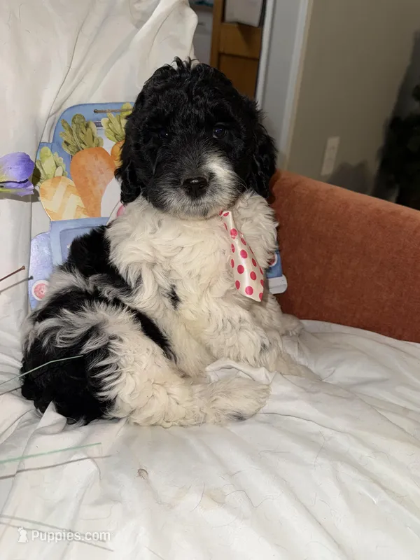 Diesel  – Labradoodle puppy for sale in Springhill, LA