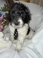 Diesel , a male Labradoodle for sale in Springhill, LA – Photo 7 of 10