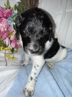 Trucker, a male Labradoodle for sale in Springhill, LA – Photo 4 of 5