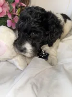 Diesel , a male Labradoodle for sale in Springhill, LA – Photo 5 of 10