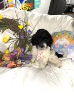 Diesel , a male Labradoodle for sale in Springhill, LA – Photo 2 of 10