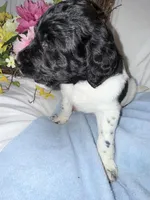 Trucker, a male Labradoodle for sale in Springhill, LA – Photo 2 of 5