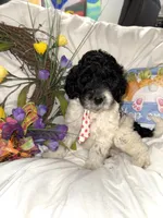 Diesel , a male Labradoodle for sale in Springhill, LA – Photo 10 of 10