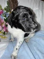 Trucker, a male Labradoodle for sale in Springhill, LA – Photo 5 of 5
