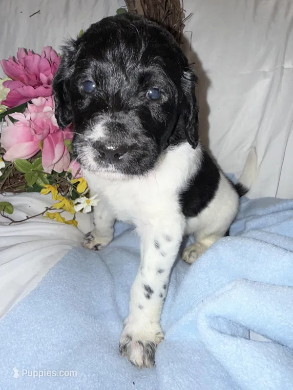 Trucker, a male Labradoodle for sale in Springhill, LA – Photo 1 of 5