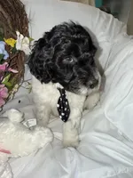 Diesel , a male Labradoodle for sale in Springhill, LA – Photo 8 of 10