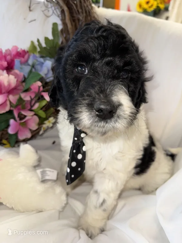 Trucker – Labradoodle puppy for sale in Springhill, LA