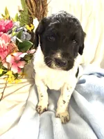 Trucker, a male Labradoodle for sale in Springhill, LA – Photo 3 of 5