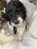 Diesel , a male Labradoodle for sale in Springhill, LA – Photo 4 of 10