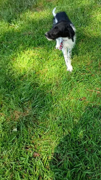 Trucker, a male Labradoodle for sale in Springhill, LA – 7 of 7