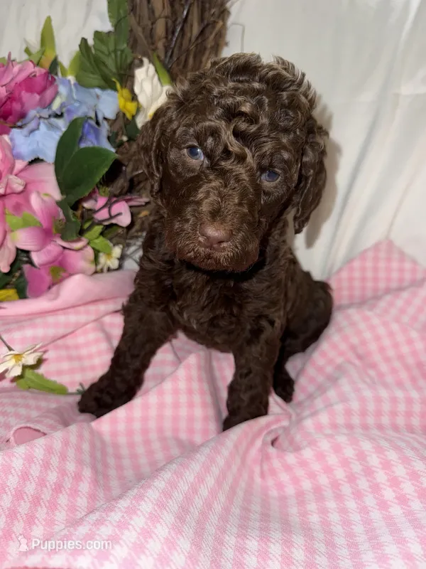 Shotsie, a female Labradoodle for sale in Springhill, LA – Photo 1 of 7