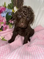 Shotsie, a female Labradoodle for sale in Springhill, LA – Photo 1 of 7