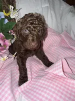 Shotsie, a female Labradoodle for sale in Springhill, LA – Photo 7 of 7