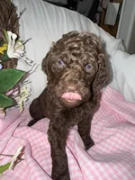 Shotsie, a female Labradoodle for sale in Springhill, LA – Photo 4 of 7