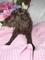 Shotsie, a female Labradoodle for sale in Springhill, LA – Photo 3 of 7