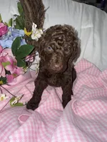 Shotsie, a female Labradoodle for sale in Springhill, LA – Photo 5 of 7