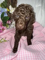 Shotsie, a female Labradoodle for sale in Springhill, LA – Photo 6 of 7