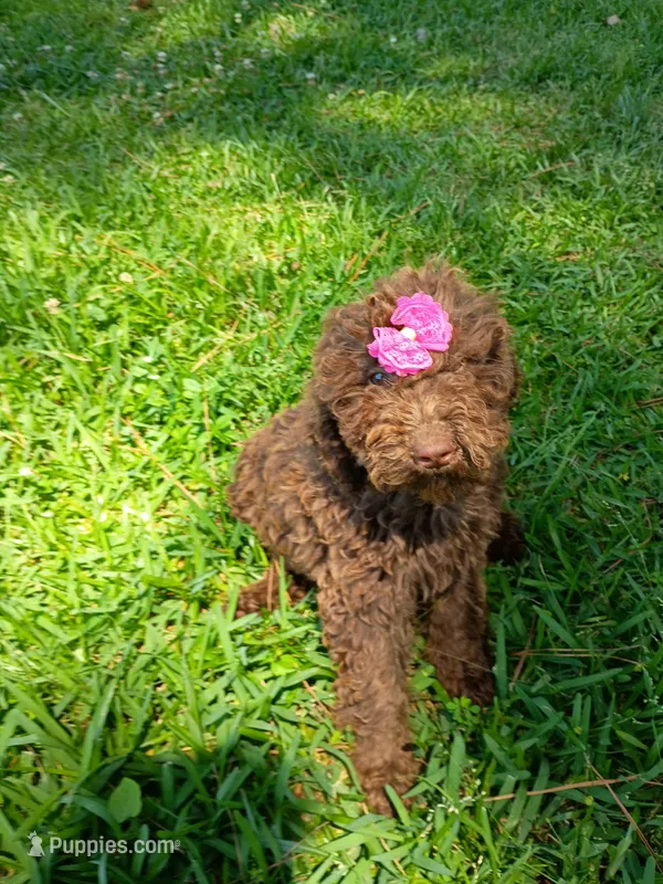 Elle – Labradoodle puppy for sale in Springhill, LA