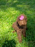 Elle, a female Labradoodle for sale in Springhill, LA – 1 of 7