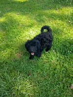 Onyx, a female Labradoodle for sale in Springhill, LA – 5 of 9