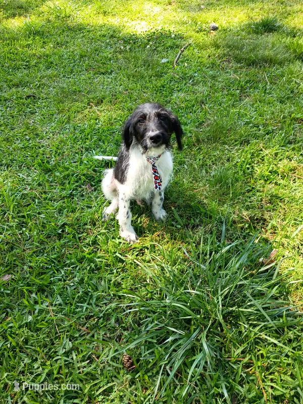 Trucker – Labradoodle puppy for sale in Springhill, LA