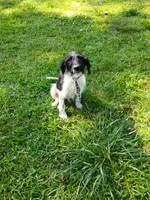 Trucker, a male Labradoodle for sale in Springhill, LA – 1 of 7