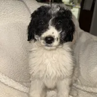 Zia, a female Labradoodle for sale in Springhill, LA – Photo 2 of 4