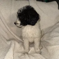 Zia, a female Labradoodle for sale in Springhill, LA – Photo 1 of 4