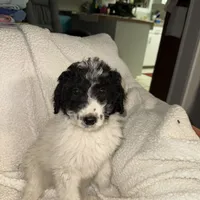 Zia, a female Labradoodle for sale in Springhill, LA – Photo 4 of 4