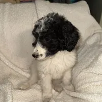 Zia, a female Labradoodle for sale in Springhill, LA – Photo 3 of 4