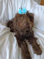 Jolly, a female Labradoodle for sale in Springhill, LA – 5 of 8