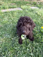 Arno, a male Labradoodle for sale in Springhill, LA – Photo 7 of 10