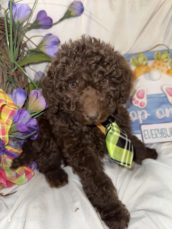 Arno – Labradoodle puppy for sale in Springhill, LA